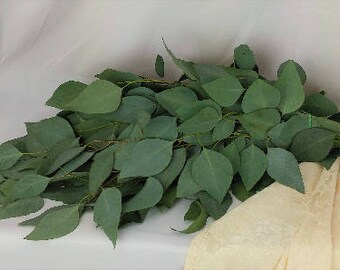 Fresh Silver Dollar Eucalyptus, Fresh Eucalyptus, Fresh Greens, Fresh Cut Flowers, Wedding Flowers, Bulk Bunch, Eucalyptus Bunch, Eucalyptus