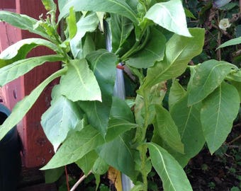 Virginia Tobacco Seeds (100)