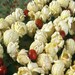 Beeswax Coated Popcorn Garland Cinnamon Scented 9' with Red Beads - FREE SHIPPING