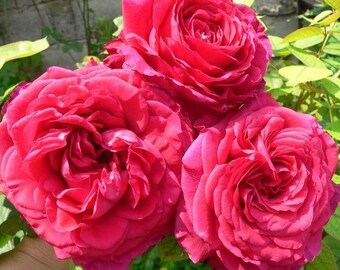 Original photograph semi-rigid plastic Roses ref R3 placemat