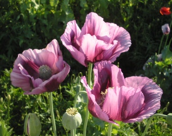 Poppy Seeds, Papaver Somniferum, Unwashed, Untreated, - 4 grams (6,000 seeds),
