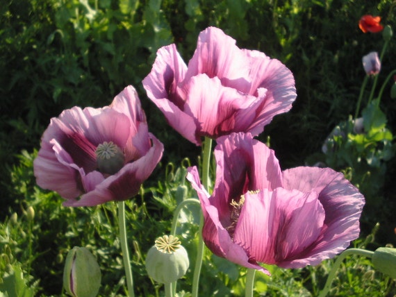 Poppy Seeds Papaver Somniferum Unwashed Untreated 4