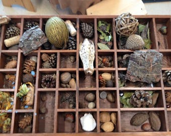 20/50 Item Nature Curiosity Collection Grab Bag - Seed Pod & Mineral Specimen - curio shelf natural curiosity cabinet oddity biology study