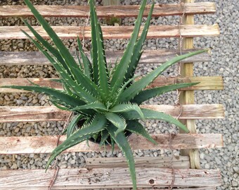 Hedgehog Aloe Humilis live succulent potted LARGE MEDICINAL PLANT vera -- Flat rate shipping for any quantity!