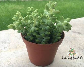 Donkey Tail Succulent in 4" Pot