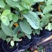 1 Live Red Asian Guava Large Fruit Oi Xa Li - 13 - 17 Inches Tall -m136
