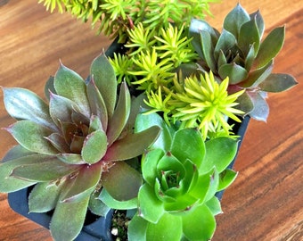 4 Hardy Succulent Variety Pack | 2" | Hens & Chicks | Chick Charms | Fairy Garden | Live Plants