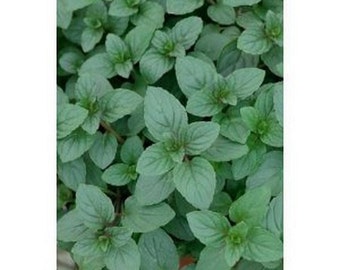 Peppermint- 100 seeds
