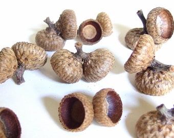 25 Double Unfinished Oak Acorn Caps V14