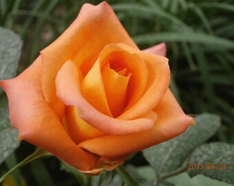 30 Orange Rose Hybrid, Rare Rose Seeds, Fresh Exotic Orange Rose, Flower Seeds,Perennial,Growing Roses from Seeds,Planting Rose