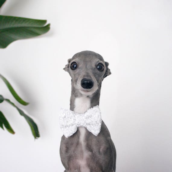 Bow Tie for a Dog || Dog Neck Tie || Cat Neck Tie || Bowtie for Kitty || Pet Bow Tie || Cat Costume