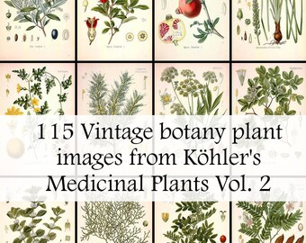 The ultimate collection of 115 Plant illustrations in Köhler's Medicinal Plants volume 2 - High Res Printable Download - Vintage Botanical