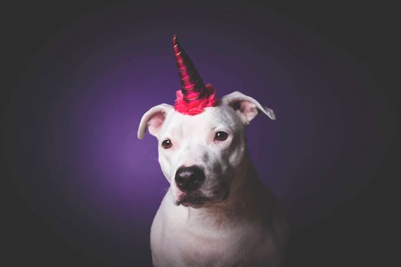 NEW! Unicorn Headband for Dog || Pet Unicorn Costume || Dog Unicorn || Unicorn Dog