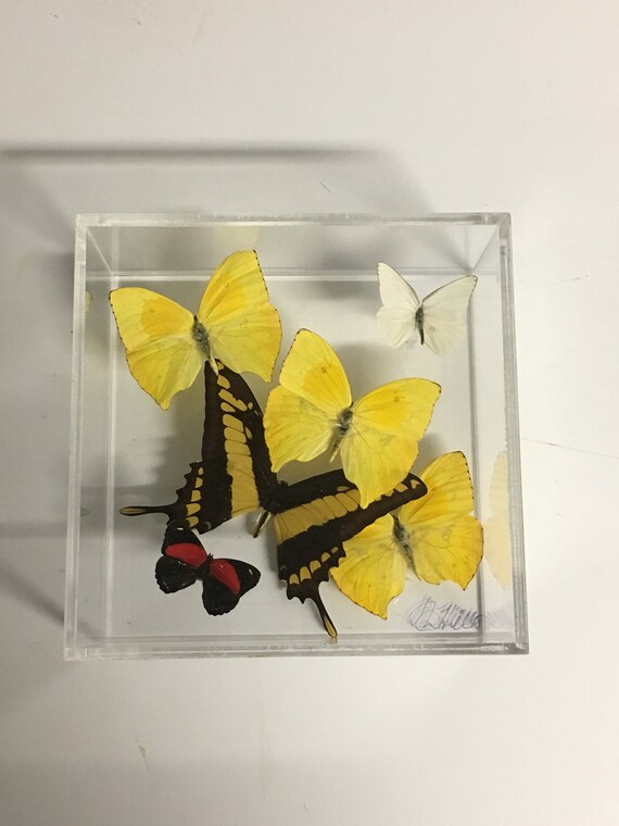La Primavera - One of a kind real butterfly panel