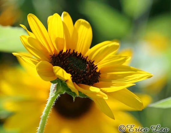 Items similar to Sunflower Photography, yellow flower photo, nature