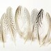 24pcs Silver Pheasant Tail Feathers, select grade, zebra, stripes, exotic feathers. Magnificent 5-6 inches tall!