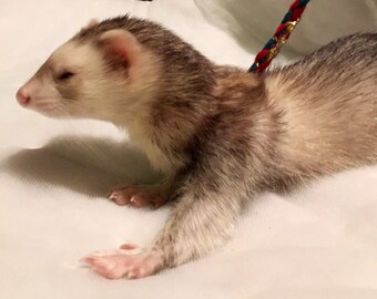 Ferret/small pet self-adjusting Infinity Leash Harness combination