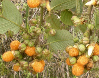 YELLOW Raspberry, Rubus Ellipticus, 10 seeds