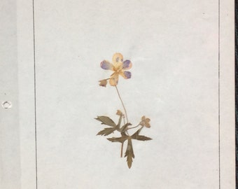 VINTAGE WILDFLOWER DISPLAY, pressed page, 1968 school project, wild geranium