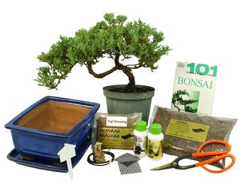 Premium Bonsai Kit - Windswept Design (1060)