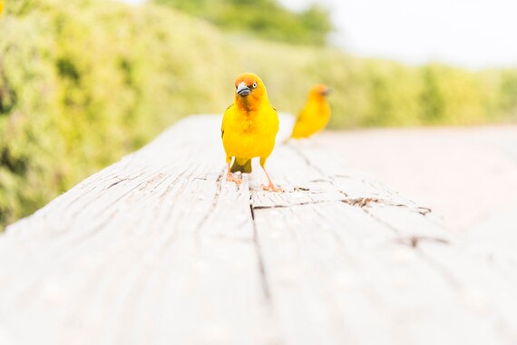YELLOW WEAVER BIRDS. Bird Print, Wildlife Photography, South Africa, Limited Edition Print, Yellow Weaver Birds