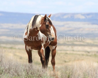 Picasso, Wild Horse, Wild Horse from the Sand Wash Basin, Paint, Stallion, Equine Photography