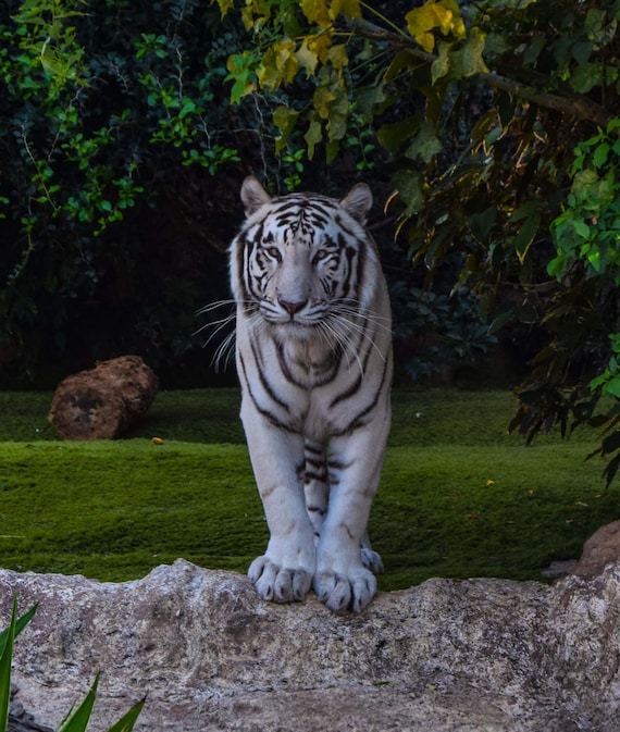 White Tiger Wall Decor, White Tiger Photography, Wildlife Photography, Ready To hang, White Tiger Pictures, Large Cat Photos, Fine Art