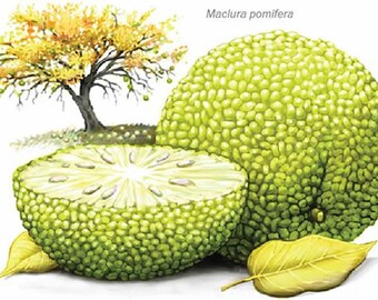 Osage Orange Extract - Natural Dye - 1, 2 or 4 oz Sizes