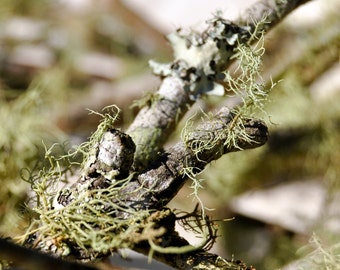 Mossy Twigs, Lichen Twigs for Fairy Garden, Terrarium Lichen, Terrarium Moss, Terrarium Supplies, Beard lichen, Fairy Garden Supplies