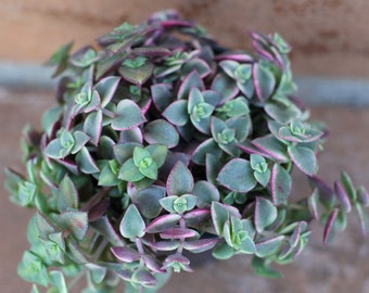 Small Succulent Plant - "Calico Kitty' crassula marginalis rubra