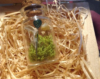 Mouse Pelvic Bone in a Potion Bottle