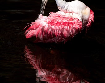 Roseate Spoonbill Photo; Canvas or Metal Print