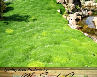 5000 or 10,000 x IRISH MOSS SEEDS, Sagina subulata, Heath Pearlwort, Garden Lawn Substitue or In-Between Stones, Groundcover Zones 4-10