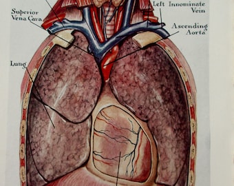 original page - 1912 color MEDICAL CHART from antique medical book - organs, heart, liver, lungs