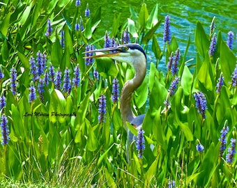 A Talkative Heron in Blooms