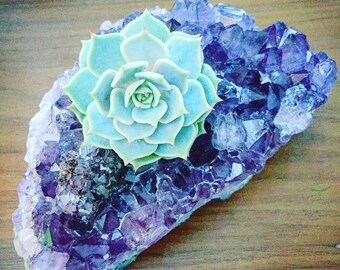 Succulents in Crystal Planters