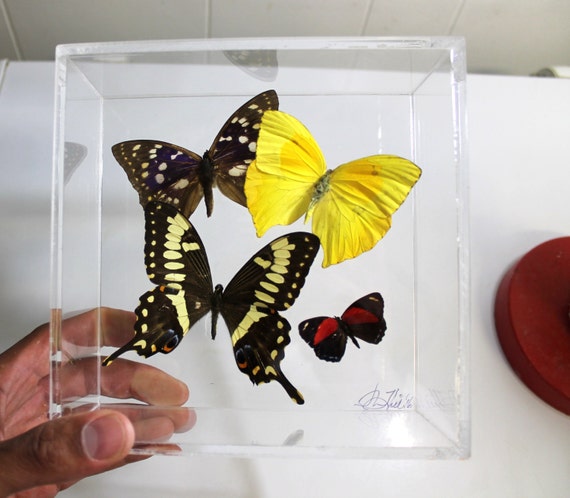 Papillones