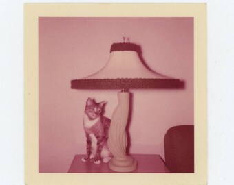 Vintage 1956 Kodacolor Print Snapshot Photo: Cat & Lamp (710614)
