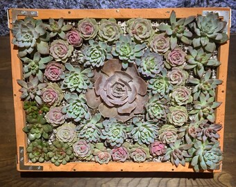 12x12 Living Wall Succulent Planter Vertical