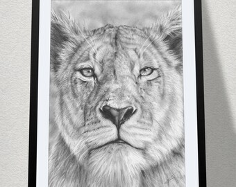 11.69” x 16.53” drawing of a lioness stare in graphite on Bristol paper