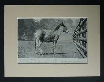 Antique Zoo Print of a Kiang, Victorian Tibetan Mule Gift, Wild Animal Decor, Available Framed, Tibet Art, Edwardian Picture, Ass Wall Art