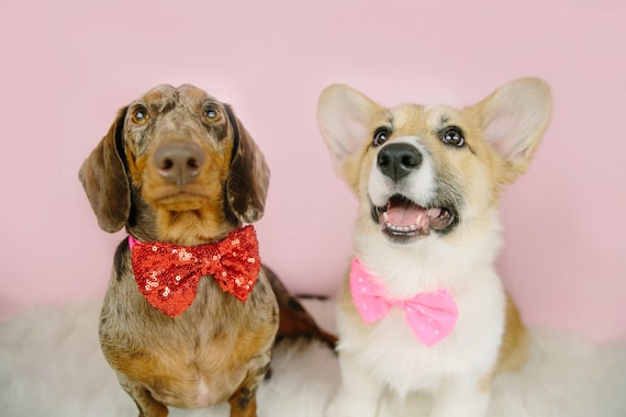Bowtie For Dog || Cat Neck Tie || Bowtie for Kitty || Pet Bow Tie || Cat Costume