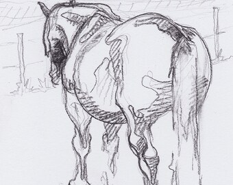 Original Draft Horse at Rest Black Chalk Sketch 252