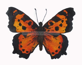 orange butterfly watercolor butterfly archival print of original 5" x 7" watercolor painting