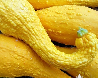 Early Golden Crookneck Summer Squash Heirloom Seeds - Non-GMO, Open Pollinated, Untreated