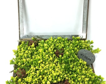 Sedum Treasure Box Terrarium