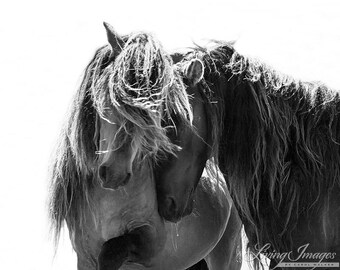 Two Sable Island Stallions - Fine Art Horse Photograph - Horse - Sable Island - Wild Horse - Black and White -Fine Art Print