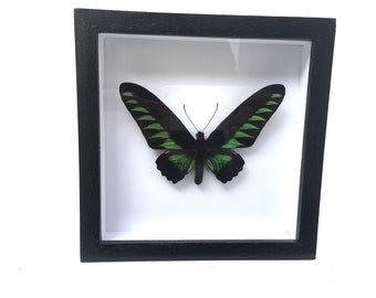 Beautiful Birdwing Butterfly Ornithoptera Trogonoptera Brookiana Male Butterfly/Insect/Taxidermy/Lepidoptera.