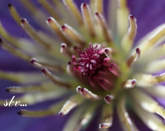 Photography "Clematis Diversifolia Hudson River 2"