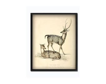 Deer print deer wall art animal print animal poster deer illustration vintage deer
